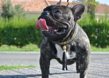 Pourquoi les gecko rentre dans les maison ?