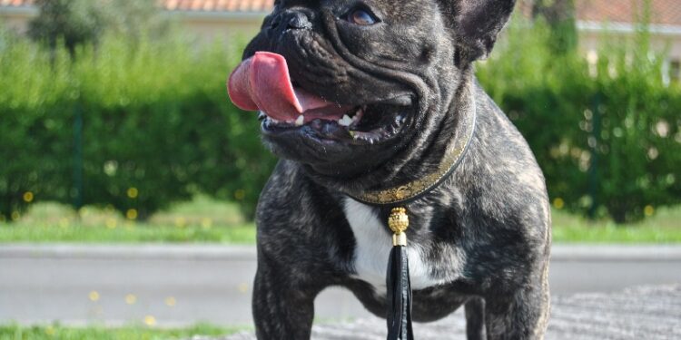 Pourquoi les gecko rentre dans les maison ?