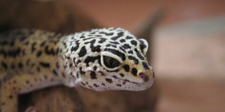 Pourquoi les gecko rentre dans les maison ?
