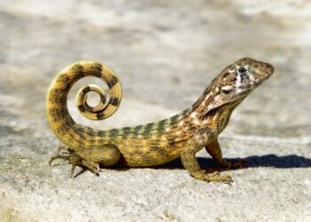 Pourquoi les gecko rentre dans les maison ?