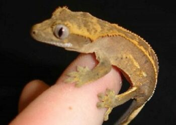 Pourquoi les gecko rentre dans les maison ?