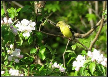 Pourquoi les gens aiment les oiseaux ?