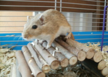 Pourquoi les gerbille gratte les parois de la cage ?