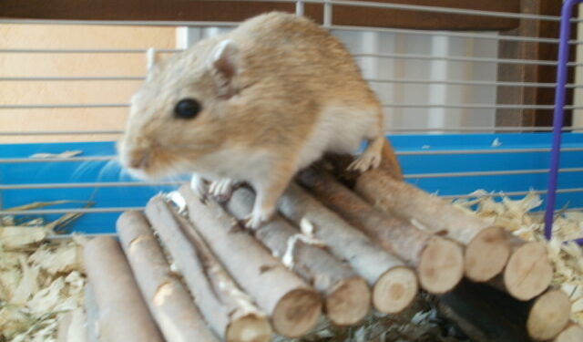 Pourquoi les gerbille gratte les parois de la cage ?