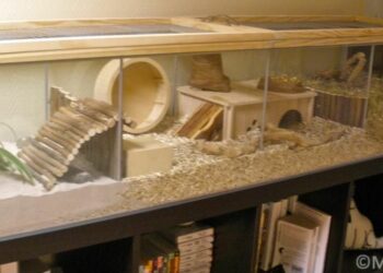 Pourquoi les gerbille gratte les parois de la cage ?