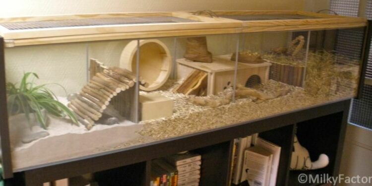 Pourquoi les gerbille gratte les parois de la cage ?