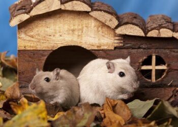 Pourquoi les gerbille gratte les parois de la cage ?