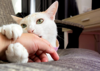 Pourquoi les griffures de chat gonflent ?