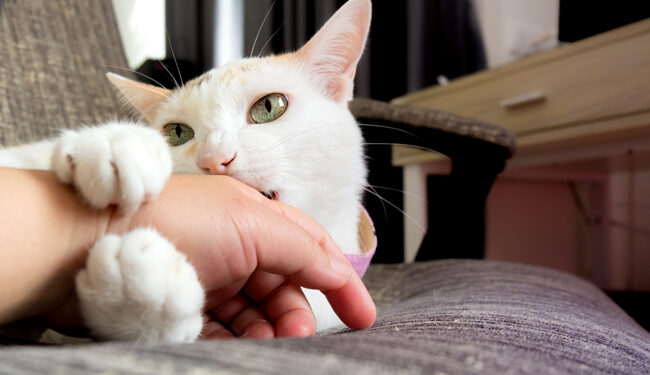 Pourquoi les griffures de chat gonflent ?