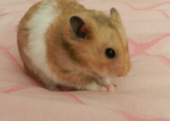 Pourquoi les hamsters aiment les roues ?