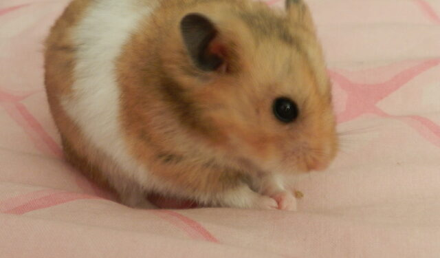 Pourquoi les hamsters aiment les roues ?