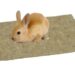 Pourquoi les lapins mangent les tapis ?