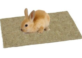 Pourquoi les lapins mangent les tapis ?
