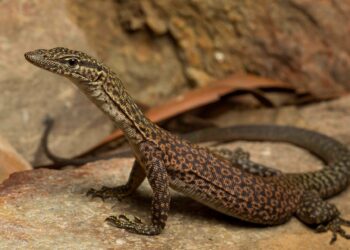 Pourquoi les lézards rentre dans la maison ?
