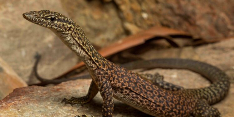 Pourquoi les lézards rentre dans la maison ?