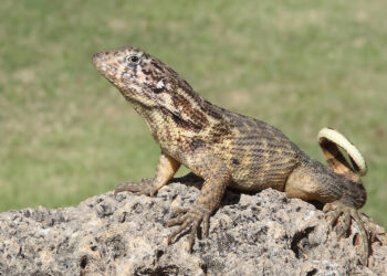 Pourquoi les lézards rentre dans la maison ?