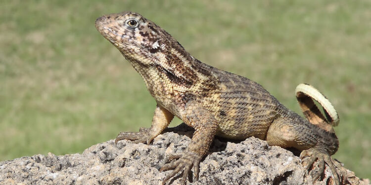 Pourquoi les lézards rentre dans la maison ?