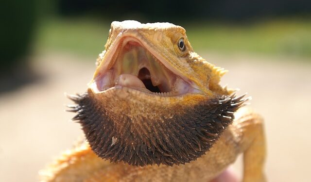 Pourquoi les lézards rentre dans la maison ?