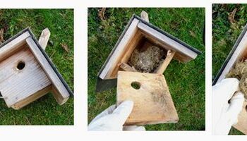 Pourquoi les mésanges ne viennent pas dans mon nichoir ?