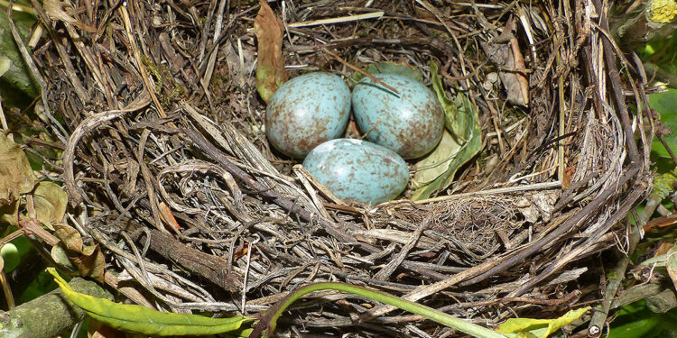 Pourquoi les œufs de merle sont bleus ?