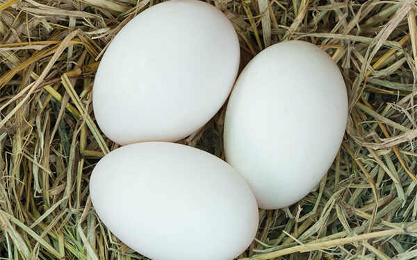 Pourquoi les œufs n'éclosent pas ?