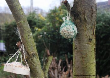 Pourquoi les œufs n'éclosent pas ?