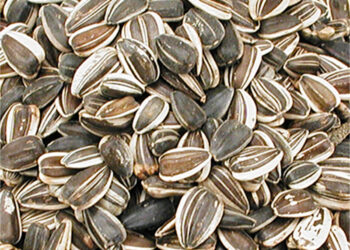 Pourquoi les oiseaux ne viennent pas manger les graines ?