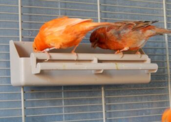 Pourquoi les oiseaux ne viennent plus à la mangeoire ?