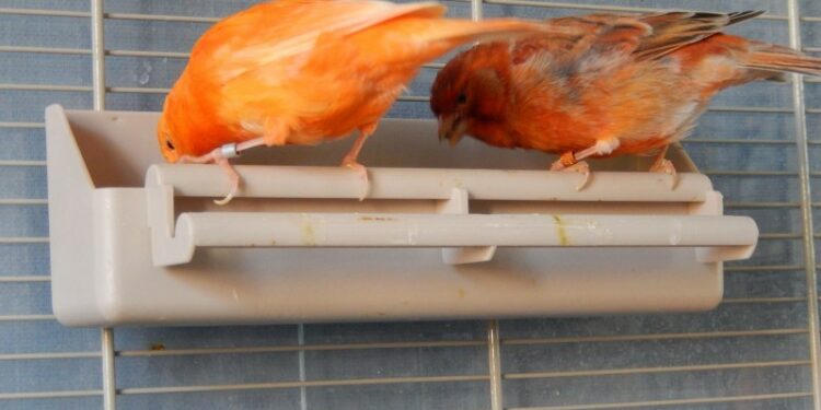 Pourquoi les oiseaux ne viennent plus à la mangeoire ?