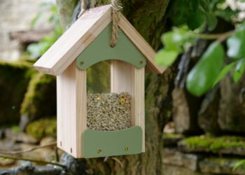 Pourquoi les oiseaux ne viennent plus à la mangeoire ?