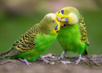 Pourquoi les oiseaux se gonfle ?