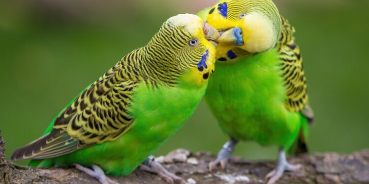 Pourquoi les oiseaux se gonfle ?