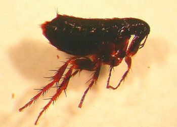 Pourquoi les oiseaux se grattent ?