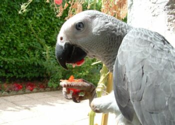 Pourquoi les perroquets attaquent ?