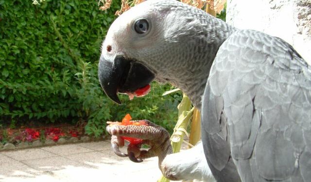 Pourquoi les perroquets attaquent ?