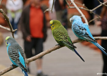 Pourquoi les perruches piaillent ?