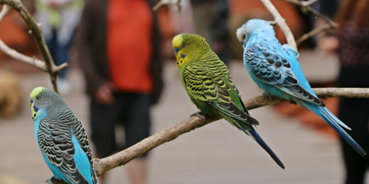 Pourquoi les perruches piaillent ?