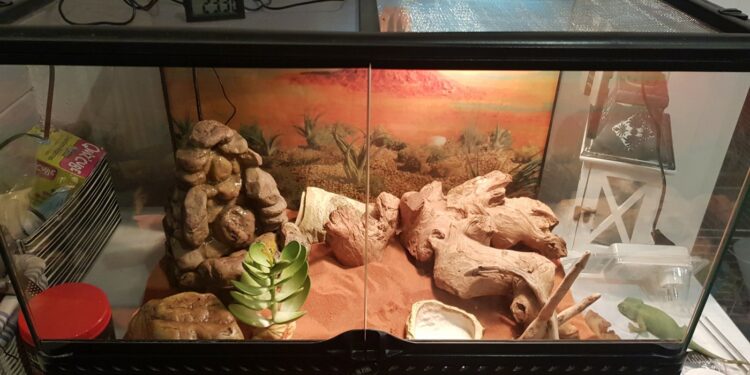 Pourquoi les plantes de mon terrarium pourrissent ?