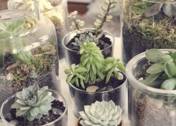 Pourquoi les plantes de mon terrarium pourrissent ?
