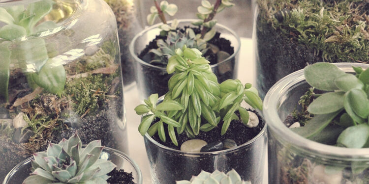 Pourquoi les plantes de mon terrarium pourrissent ?