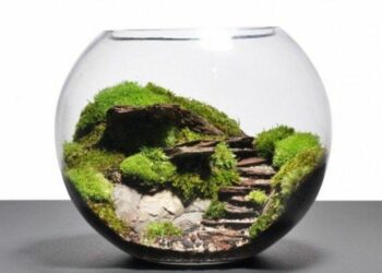 Pourquoi les plantes de mon terrarium pourrissent ?