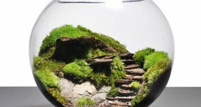 Pourquoi les plantes de mon terrarium pourrissent ?