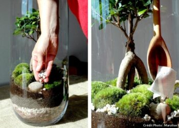 Pourquoi les plantes de mon terrarium pourrissent ?