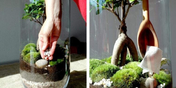 Pourquoi les plantes de mon terrarium pourrissent ?