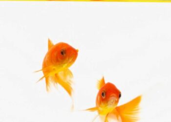 Pourquoi les poissons rouges se mangent entre eux ?