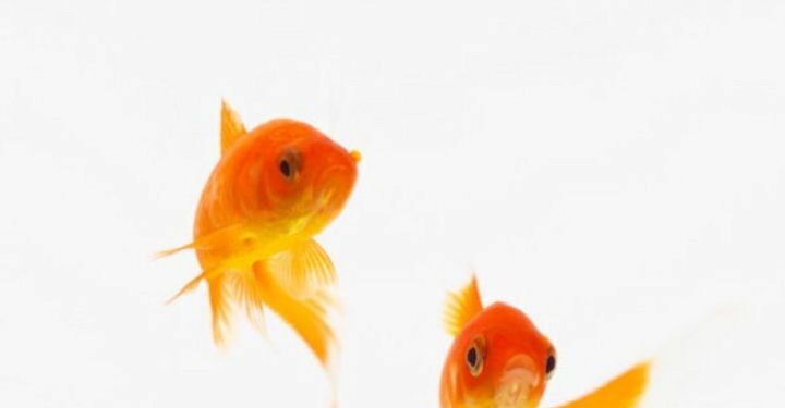 Pourquoi les poissons rouges se mangent entre eux ?