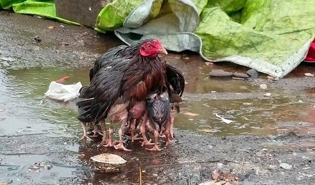 Pourquoi les poules dorment dehors ?