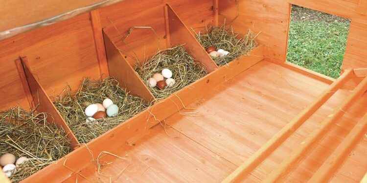 Pourquoi les poules font leur besoin dans le pondoir ?