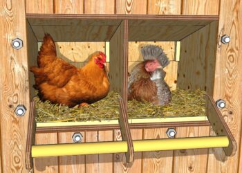 Pourquoi les poules font leur besoin dans le pondoir ?