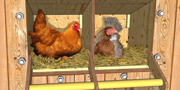 Pourquoi les poules font leur besoin dans le pondoir ?